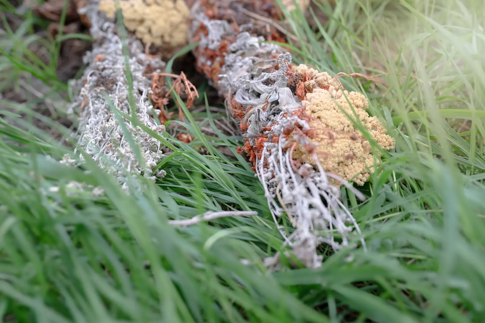 Von Hand gebundene Kräuterbündel im Gras