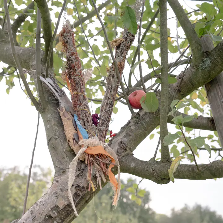 Kräuterbündel in der Astgabel eines Apfelbaums